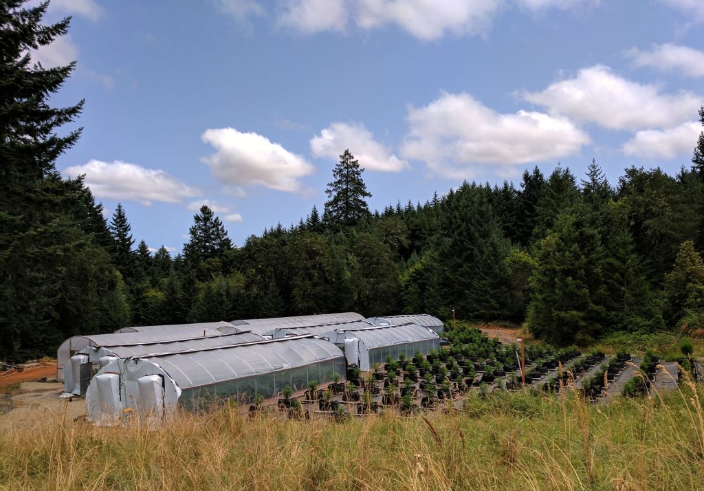 Apollo Grown Cannabis Farm