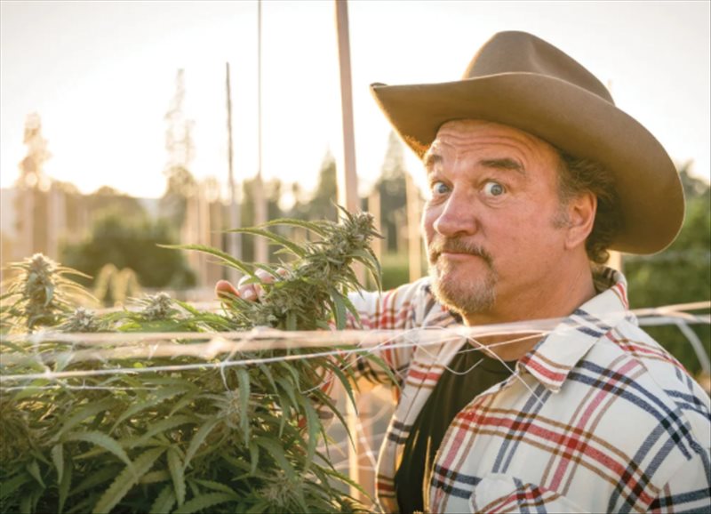 Belushi Weed